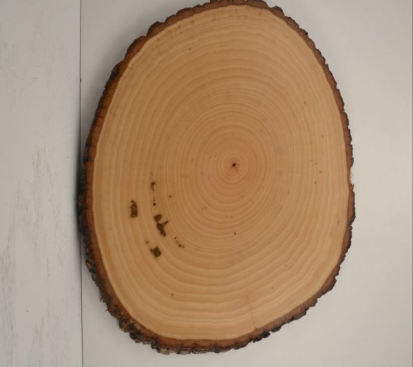 Bark edge oval plaque.