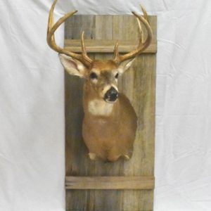 Barn door custom taxidermy mount.