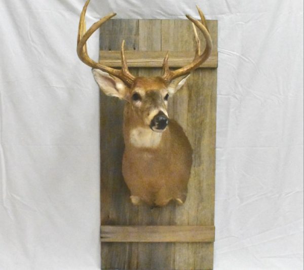 Barn door custom taxidermy mount.