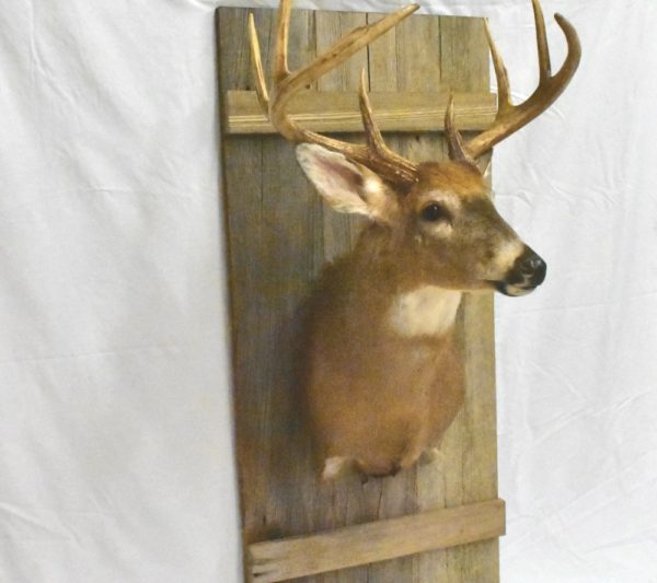 Barn door custom taxidermy mount.