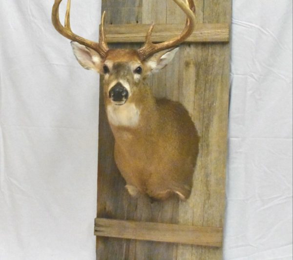 Barn door custom taxidermy mount.