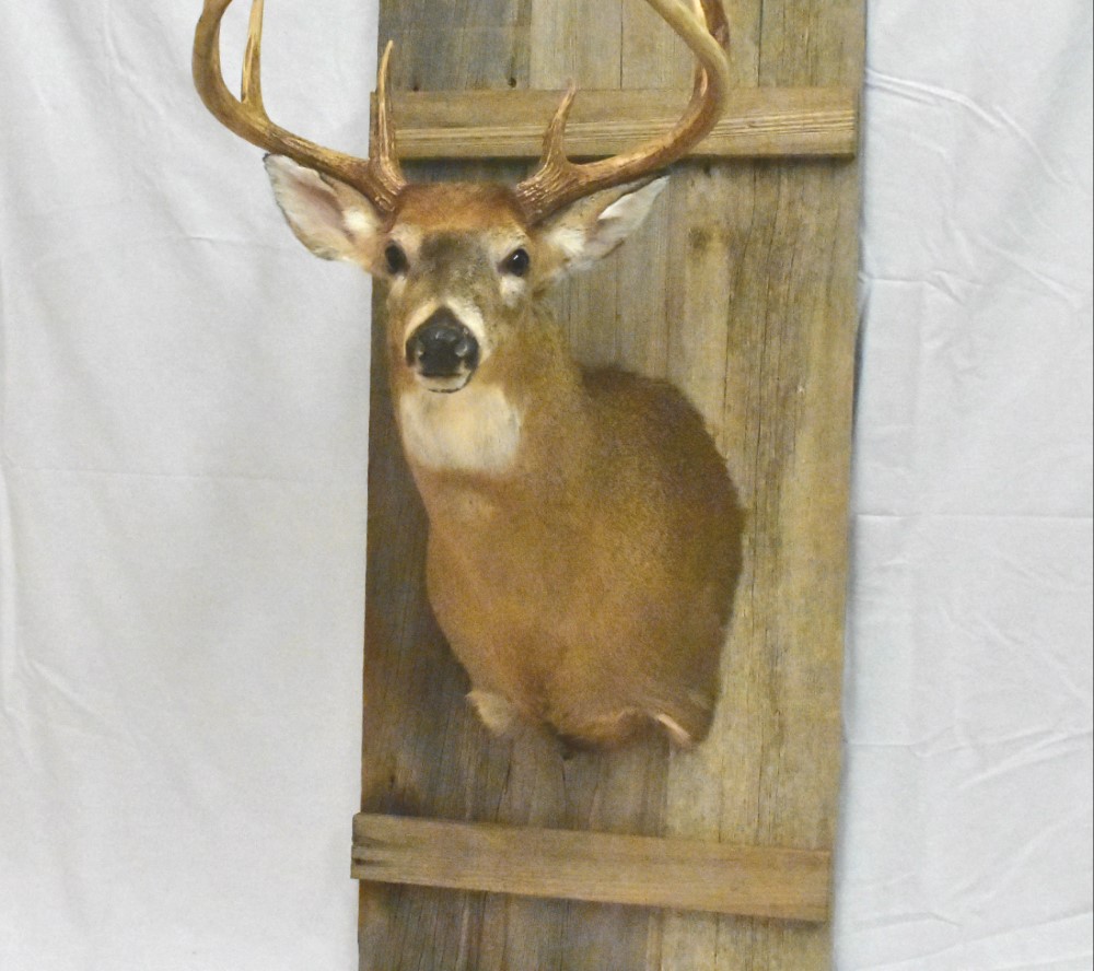 Deer mounting plaques deals