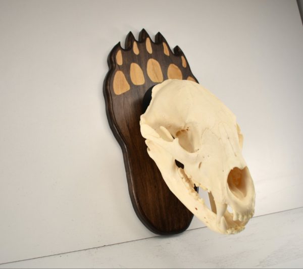 Bear track skull plaque with metal bracket.