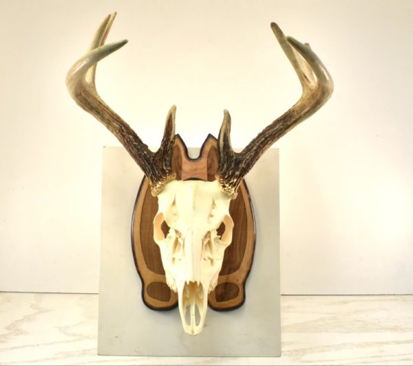 Deer track skull hanger.