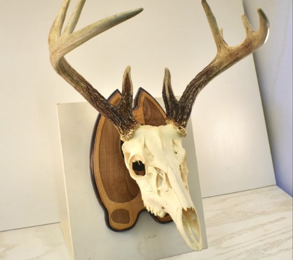 Deer track skull hanger.