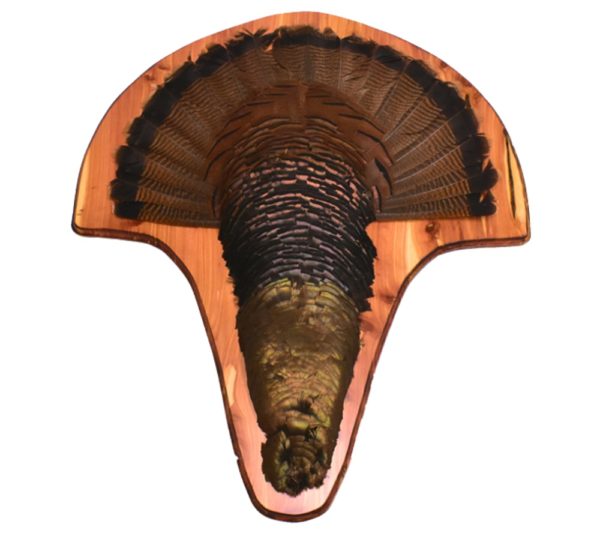 Turkey cape mount panel.