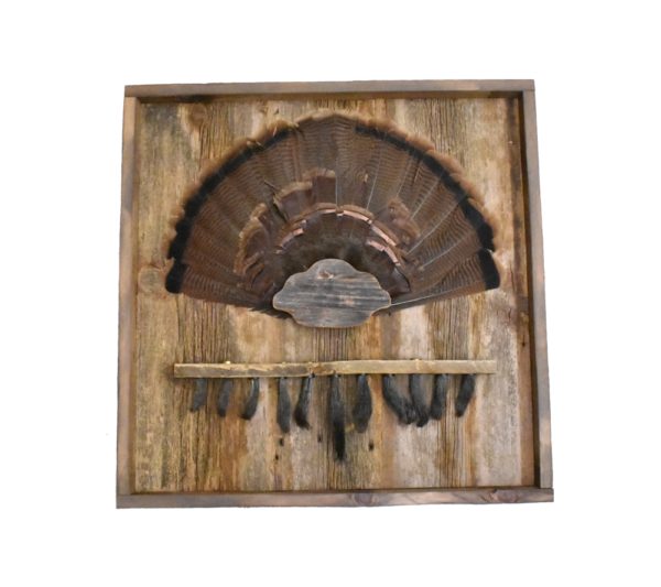 Barnwood shadow box with turkey tail cap and beard plate.