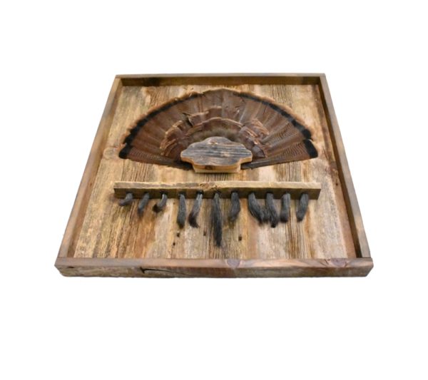 Barnwood shadow box with turkey tail cap and beard plate.