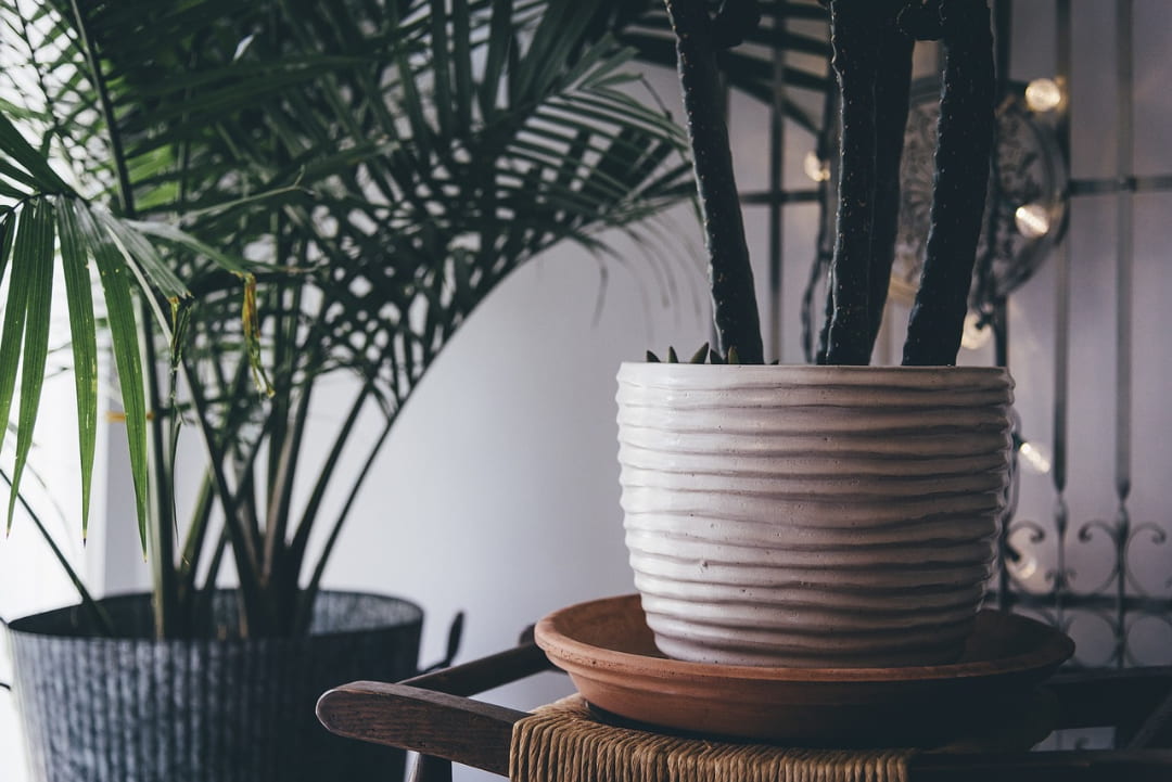 Two potted plants inside a home with modern rustic home design