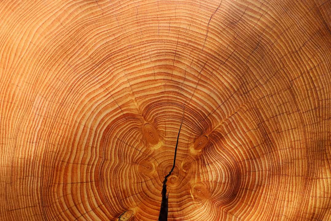 Large and beautiful tree growth rings